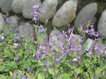 野の花