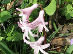 野の花