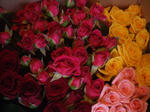 薔薇