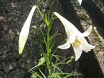 百合