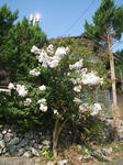 サルスベリ（白花）