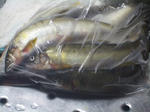 鮎