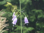 野の花