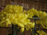 菊花展