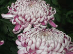菊花展