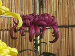 菊花展