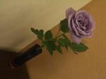 SUNTORY blue rose APPLAUSE
