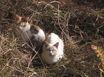 岐阜大学 野良猫