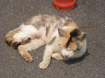 野良子猫その１