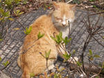 野良子猫その２