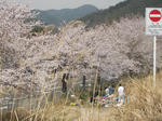 学生達のお花見