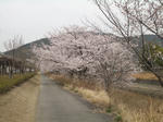 岐阜大学構内の桜並木