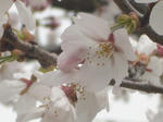 岐阜大学構内の桜並木