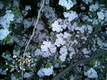 造幣局・桜の通り抜け１