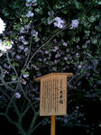 造幣局・桜の通り抜け３