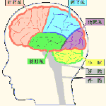 脳側面簡略図