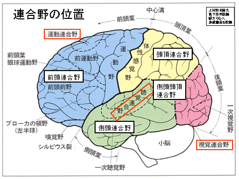 連合野の位置