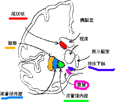 淡蒼球と黒質