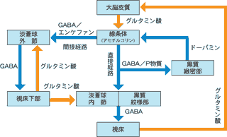 基底核運動回路