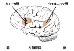 ウェルニッケ野