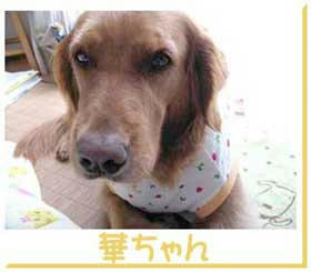 hanachan-17.jpg
