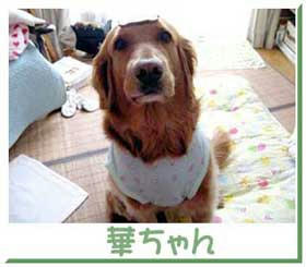 hanachan2-18.jpg
