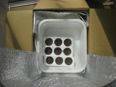 自作の育苗器