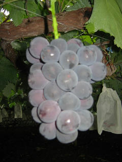 s-img_0105_r1.jpg