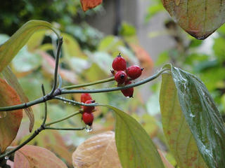 s-DSC00111.jpg