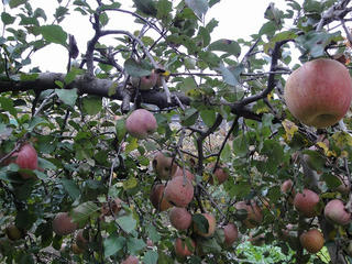 s-DSC00294.jpg