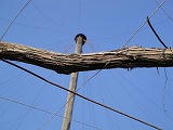 s-DSC00709.jpg