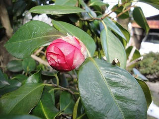 s-DSC00834.jpg