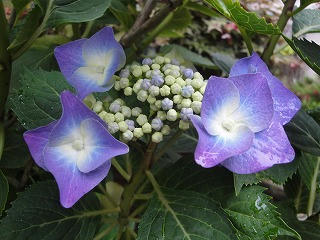 DSC01442.jpg