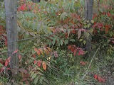 DSC01910.jpg