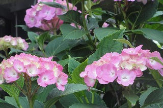 DSC03250.jpg