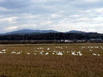 071123swan.jpg