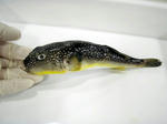 080208fugu1.jpg