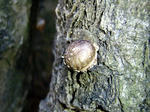 080309shiitake.jpg