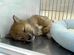 090308shiba.jpg
