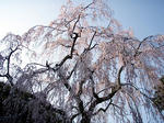 090407sakura.jpg