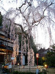 090408sakura0.jpg