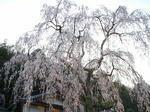 090408sakura1.jpg