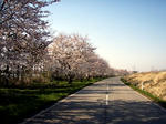 090409sakura1.jpg
