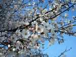090409sakura2.jpg