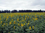 090728sunflower.jpg