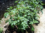 100603potato.jpg