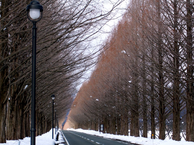 メタセコイア並木