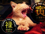 今年もご贔屓に