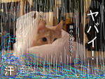 洪水