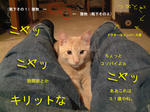 ふりーず